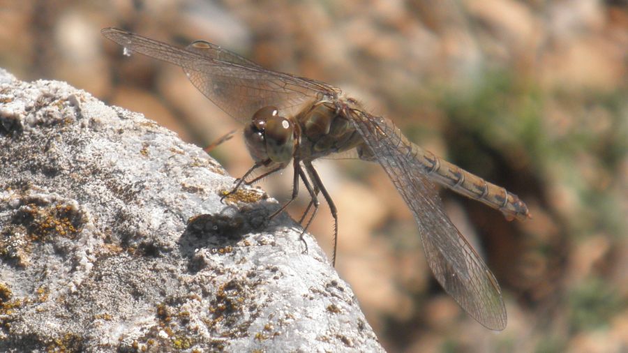 Sympetrum fonscolombii femmina?